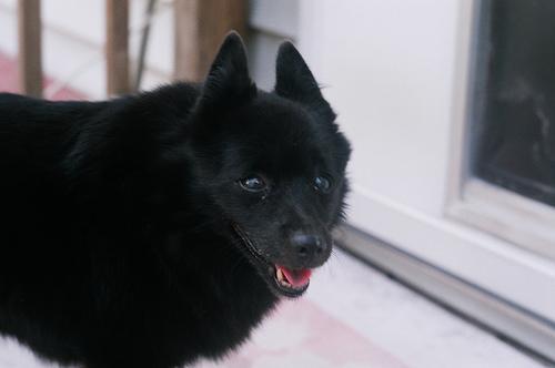 https://images.dog.ceo/breeds/schipperke/n02104365_8525.jpg