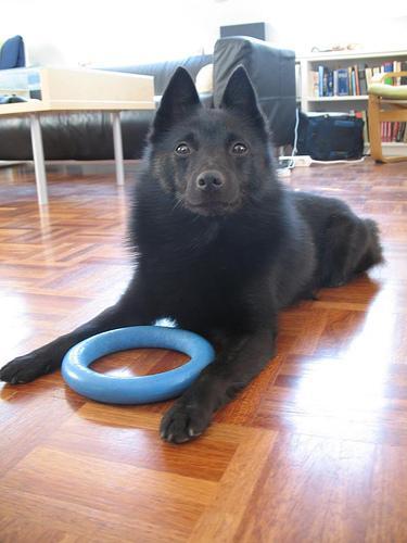 https://images.dog.ceo/breeds/schipperke/n02104365_8701.jpg