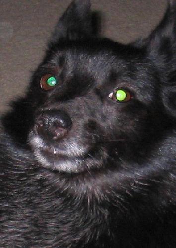 https://images.dog.ceo/breeds/schipperke/n02104365_8706.jpg