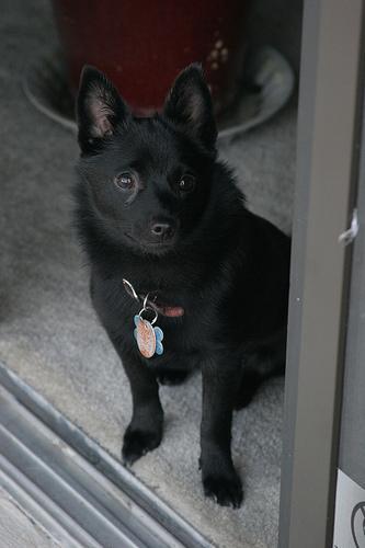 https://images.dog.ceo/breeds/schipperke/n02104365_8919.jpg