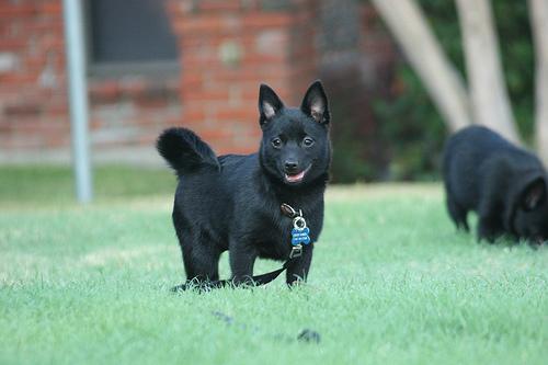 https://images.dog.ceo/breeds/schipperke/n02104365_8998.jpg