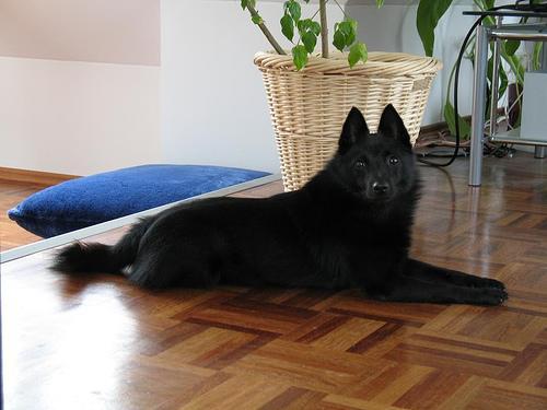 https://images.dog.ceo/breeds/schipperke/n02104365_9041.jpg