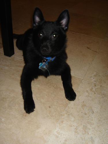 https://images.dog.ceo/breeds/schipperke/n02104365_9143.jpg