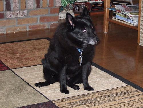 https://images.dog.ceo/breeds/schipperke/n02104365_9255.jpg