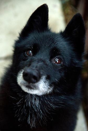 https://images.dog.ceo/breeds/schipperke/n02104365_9309.jpg