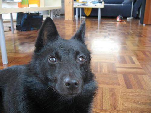 https://images.dog.ceo/breeds/schipperke/n02104365_9369.jpg