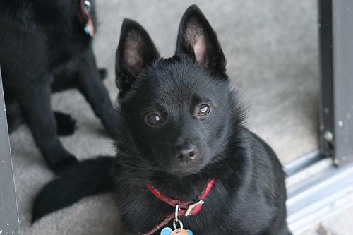 https://images.dog.ceo/breeds/schipperke/n02104365_9595.jpg