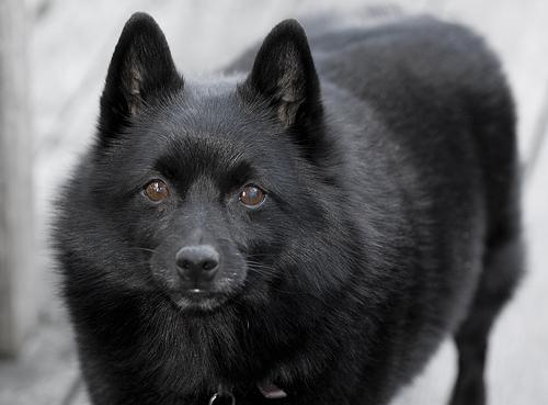 https://images.dog.ceo/breeds/schipperke/n02104365_9611.jpg