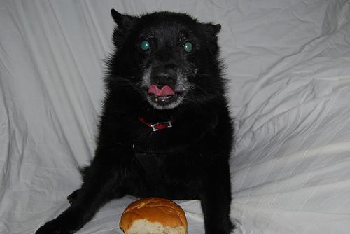 https://images.dog.ceo/breeds/schipperke/n02104365_9639.jpg