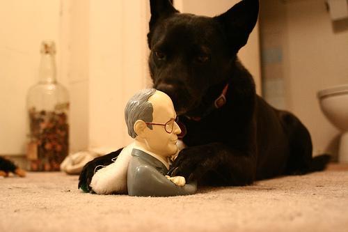 https://images.dog.ceo/breeds/schipperke/n02104365_9640.jpg