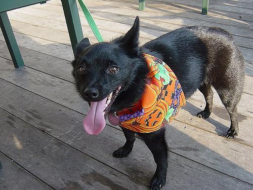 https://images.dog.ceo/breeds/schipperke/n02104365_9873.jpg