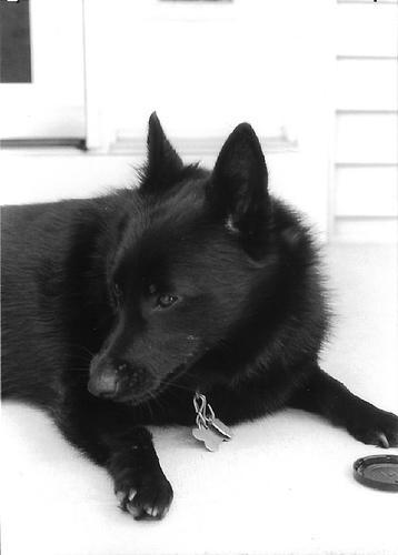 https://images.dog.ceo/breeds/schipperke/n02104365_9916.jpg