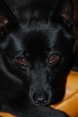 https://images.dog.ceo/breeds/schipperke/n02104365_9954.jpg