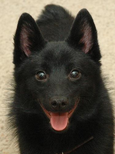 https://images.dog.ceo/breeds/schipperke/n02104365_999.jpg