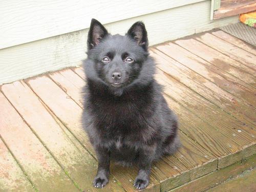 https://images.dog.ceo/breeds/schipperke/n02104365_9994.jpg