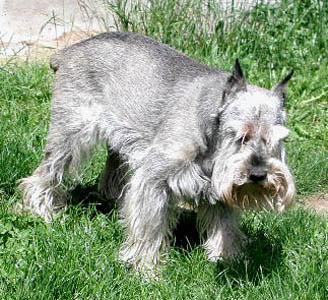 https://images.dog.ceo/breeds/schnauzer/n02097209_1.jpg