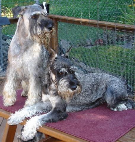 https://images.dog.ceo/breeds/schnauzer/n02097209_1038.jpg