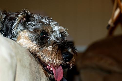 https://images.dog.ceo/breeds/schnauzer/n02097209_1042.jpg