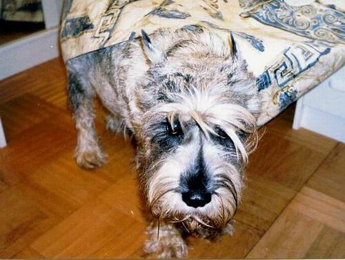 https://images.dog.ceo/breeds/schnauzer/n02097209_1092.jpg