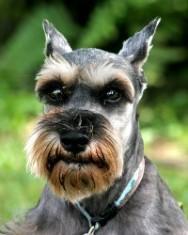 https://images.dog.ceo/breeds/schnauzer/n02097209_1164.jpg