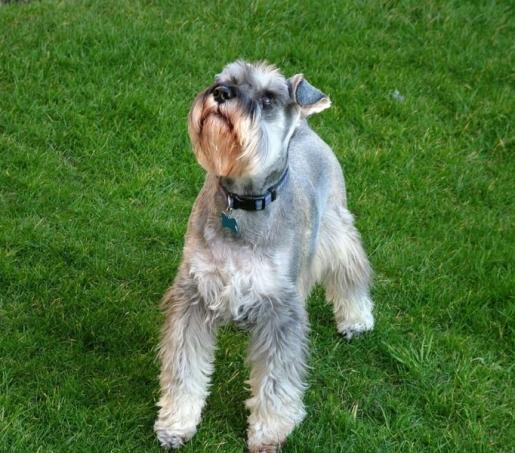 https://images.dog.ceo/breeds/schnauzer/n02097209_1170.jpg