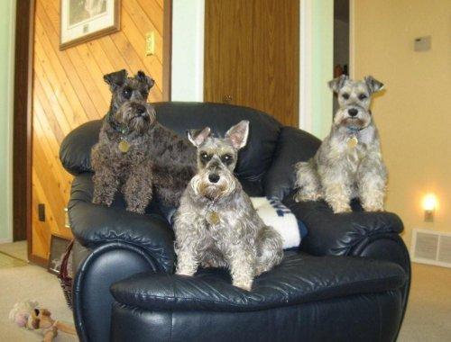 https://images.dog.ceo/breeds/schnauzer/n02097209_1240.jpg