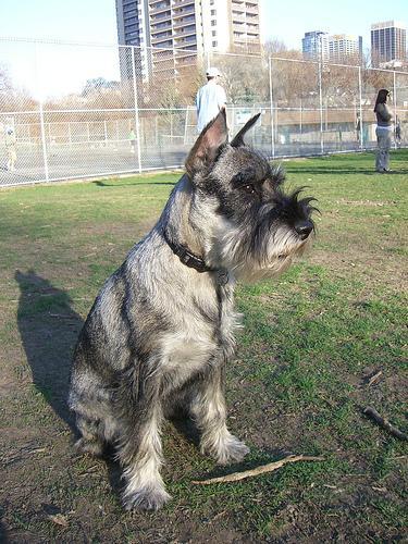 https://images.dog.ceo/breeds/schnauzer/n02097209_1247.jpg