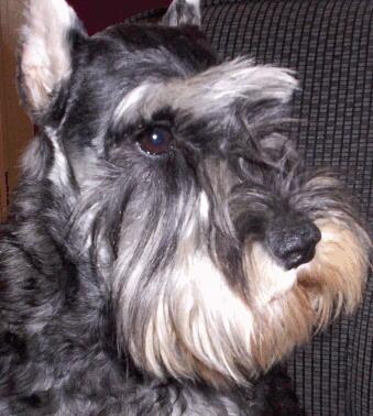 https://images.dog.ceo/breeds/schnauzer/n02097209_1298.jpg