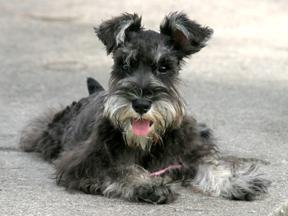 https://images.dog.ceo/breeds/schnauzer/n02097209_1303.jpg