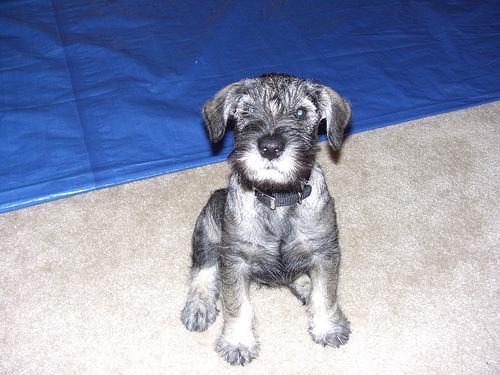 https://images.dog.ceo/breeds/schnauzer/n02097209_1337.jpg