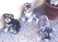 https://images.dog.ceo/breeds/schnauzer/n02097209_1353.jpg