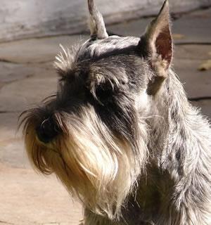 https://images.dog.ceo/breeds/schnauzer/n02097209_1364.jpg