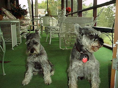 https://images.dog.ceo/breeds/schnauzer/n02097209_1377.jpg