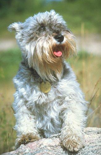 https://images.dog.ceo/breeds/schnauzer/n02097209_1387.jpg