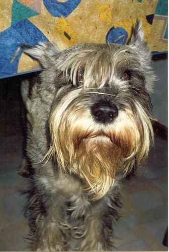 https://images.dog.ceo/breeds/schnauzer/n02097209_1491.jpg