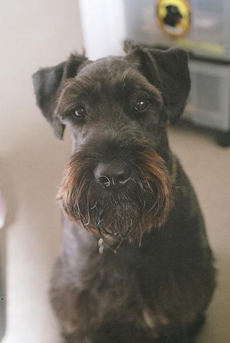 https://images.dog.ceo/breeds/schnauzer/n02097209_1500.jpg