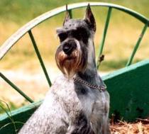 https://images.dog.ceo/breeds/schnauzer/n02097209_1514.jpg