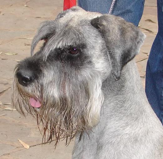 https://images.dog.ceo/breeds/schnauzer/n02097209_1517.jpg