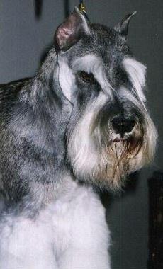 https://images.dog.ceo/breeds/schnauzer/n02097209_1536.jpg