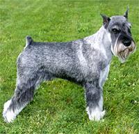 https://images.dog.ceo/breeds/schnauzer/n02097209_1653.jpg