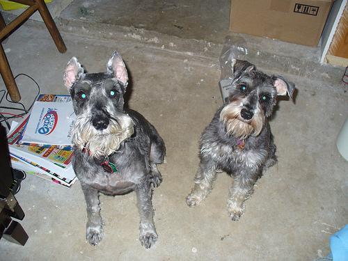 https://images.dog.ceo/breeds/schnauzer/n02097209_169.jpg