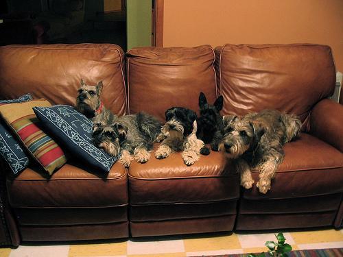 https://images.dog.ceo/breeds/schnauzer/n02097209_1760.jpg