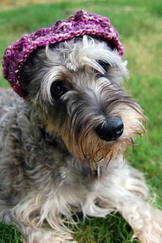 https://images.dog.ceo/breeds/schnauzer/n02097209_1772.jpg