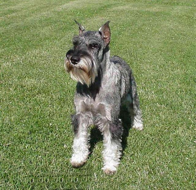 https://images.dog.ceo/breeds/schnauzer/n02097209_1807.jpg