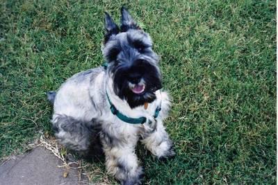 https://images.dog.ceo/breeds/schnauzer/n02097209_2084.jpg