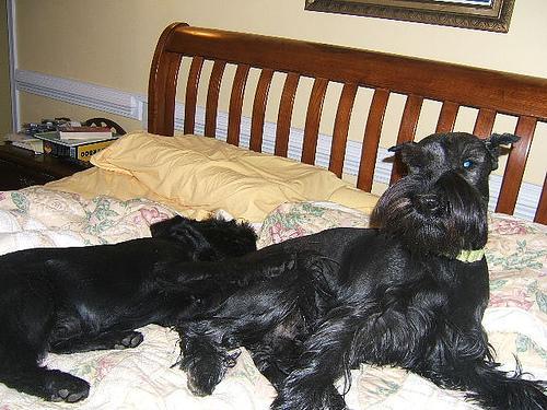 https://images.dog.ceo/breeds/schnauzer/n02097209_2087.jpg