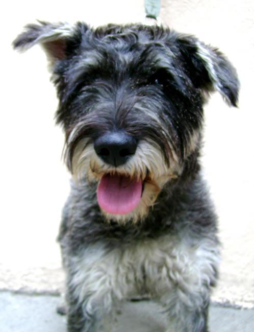 https://images.dog.ceo/breeds/schnauzer/n02097209_2195.jpg