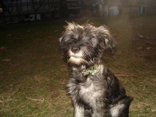 https://images.dog.ceo/breeds/schnauzer/n02097209_2205.jpg