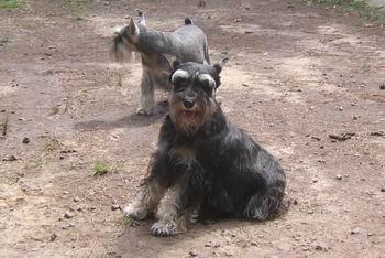 https://images.dog.ceo/breeds/schnauzer/n02097209_2274.jpg