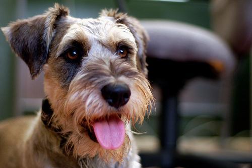 https://images.dog.ceo/breeds/schnauzer/n02097209_2347.jpg